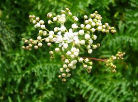 Tužebník obecný 'Plena' - Filipendula vulgaris 'Plena'