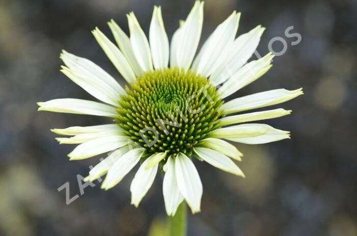 Třapatkovka nachová 'Primadonna White' - Echinacea purpurea 'Primadonna White'