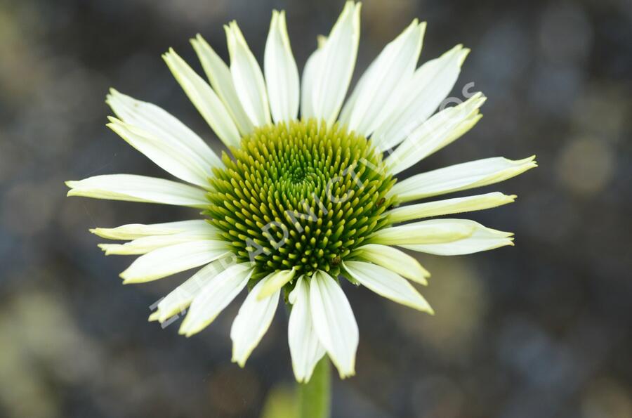 Třapatkovka nachová 'Primadonna White' - Echinacea purpurea 'Primadonna White'