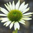 Třapatkovka nachová 'Primadonna White' - Echinacea purpurea 'Primadonna White'