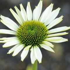 Třapatkovka nachová 'Primadonna White' - Echinacea purpurea 'Primadonna White'