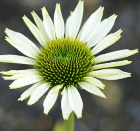 Třapatkovka nachová 'Primadonna White' - Echinacea purpurea 'Primadonna White'