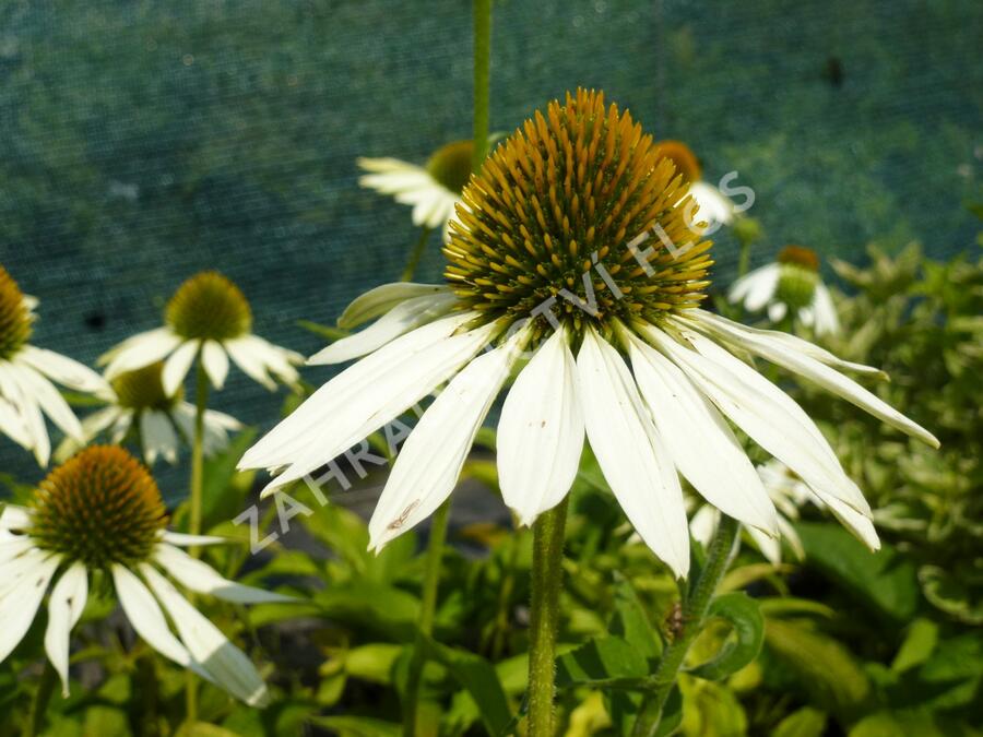 Třapatkovka nachová 'Primadonna White' - Echinacea purpurea 'Primadonna White'