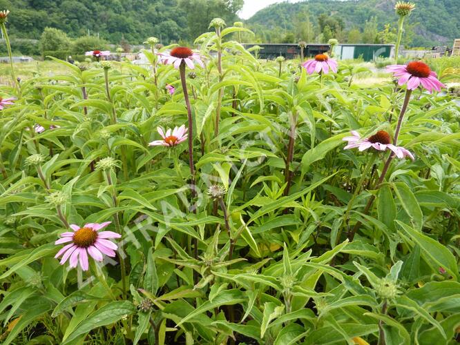 Třapatkovka nachová 'Prairie Splendor' - Echinacea purpurea 'Prairie Splendor'