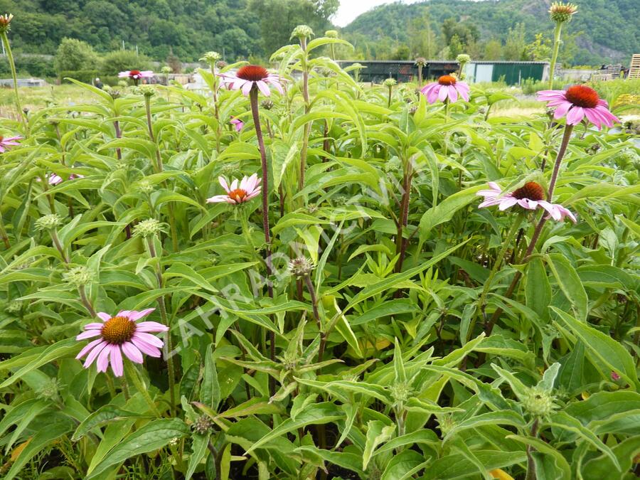 Třapatkovka nachová 'Prairie Splendor' - Echinacea purpurea 'Prairie Splendor'