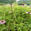Třapatka nachová 'Prairie Splendor' - Echinacea purpurea 'Prairie Splendor'