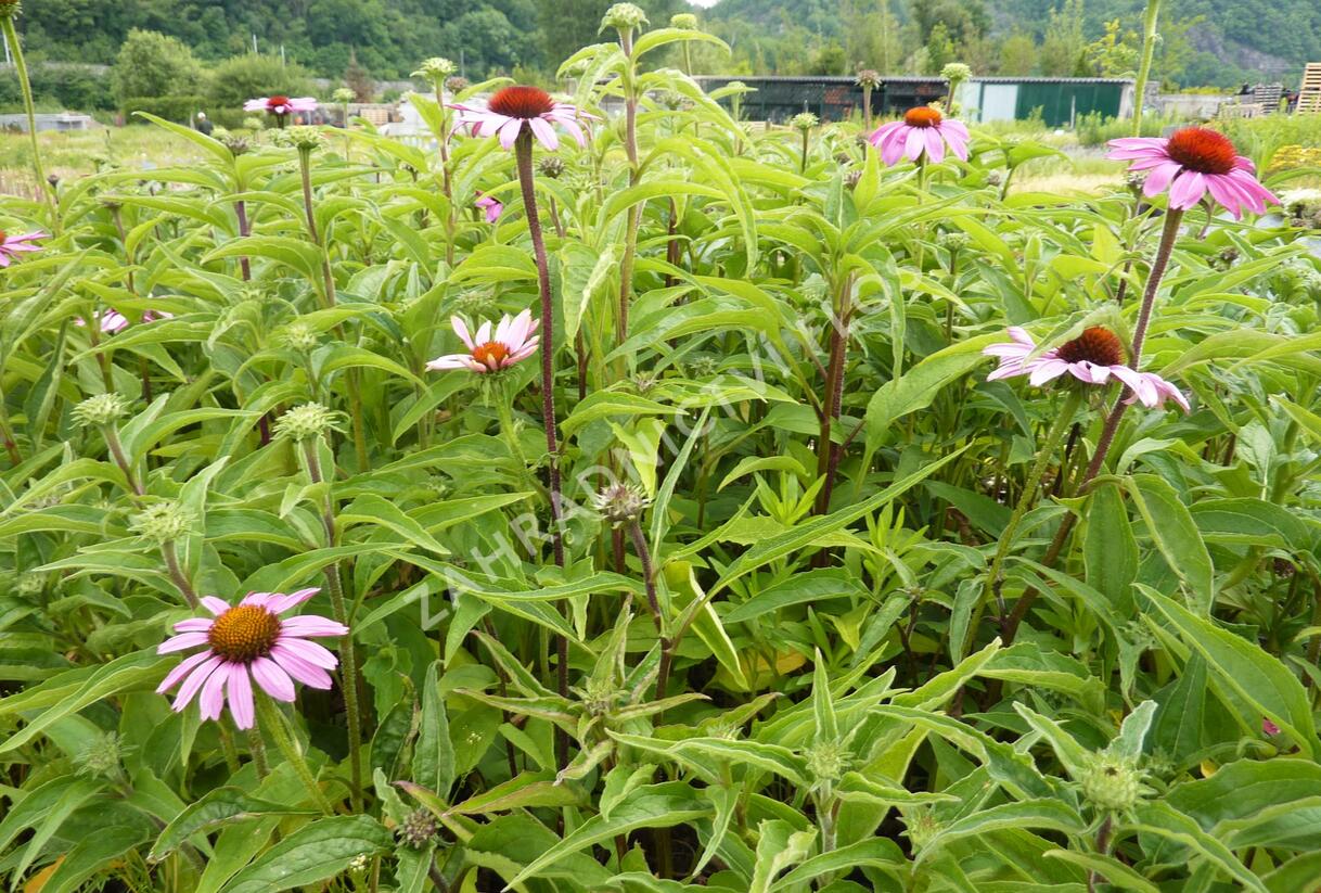 Třapatkovka nachová 'Prairie Splendor' - Echinacea purpurea 'Prairie Splendor'