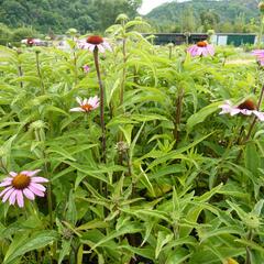 Třapatkovka nachová 'Prairie Splendor' - Echinacea purpurea 'Prairie Splendor'