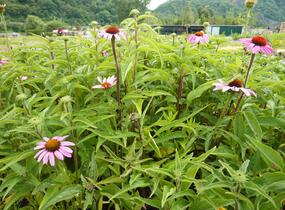 Třapatkovka nachová 'Prairie Splendor' - Echinacea purpurea 'Prairie Splendor'