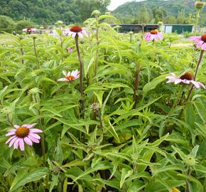 Třapatkovka nachová 'Prairie Splendor' - Echinacea purpurea 'Prairie Splendor'