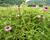 Třapatkovka nachová 'Prairie Splendor'