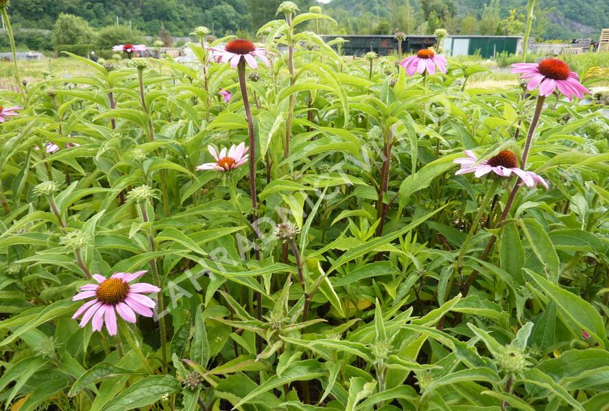 Třapatkovka nachová 'Prairie Splendor' - Echinacea purpurea 'Prairie Splendor'