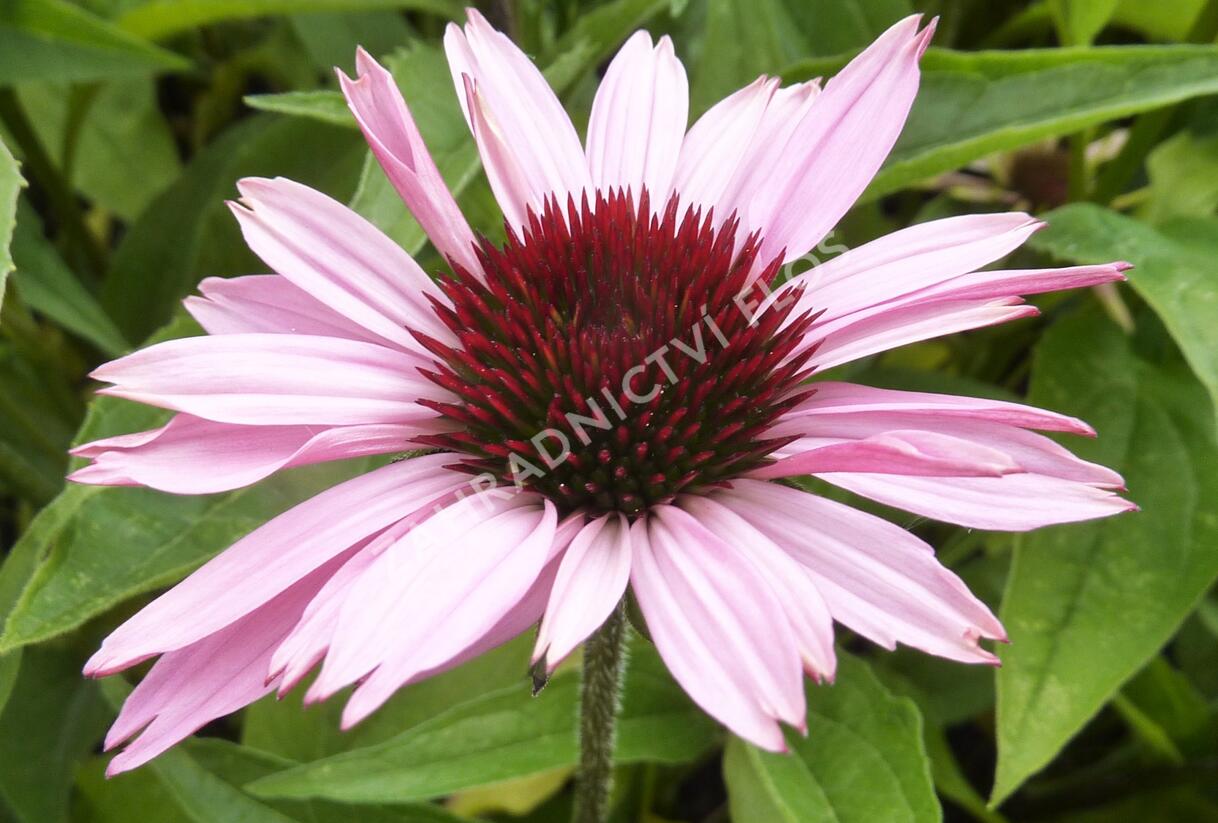 Třapatkovka nachová 'Prairie Splendor' - Echinacea purpurea 'Prairie Splendor'