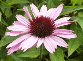 Třapatkovka nachová 'Prairie Splendor' - Echinacea purpurea 'Prairie Splendor'