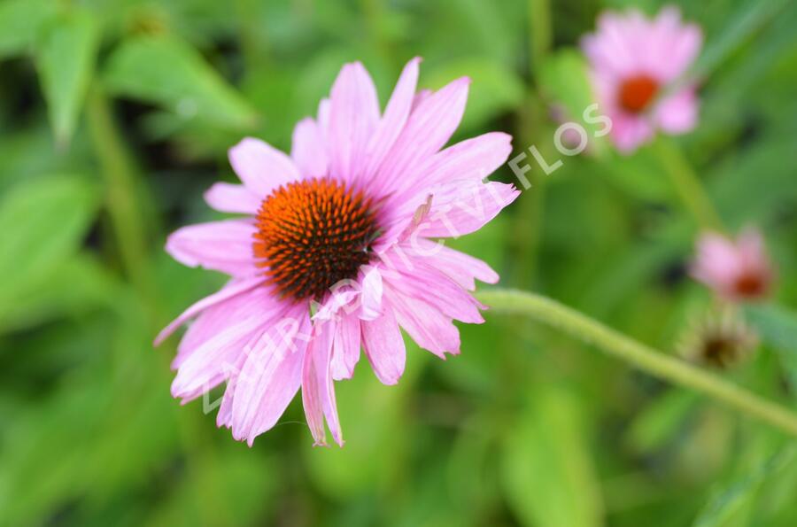 Třapatkovka nachová 'Prairie Splendor' - Echinacea purpurea 'Prairie Splendor'