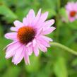 Třapatkovka nachová 'Prairie Splendor' - Echinacea purpurea 'Prairie Splendor'