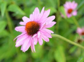 Třapatkovka nachová 'Prairie Splendor' - Echinacea purpurea 'Prairie Splendor'