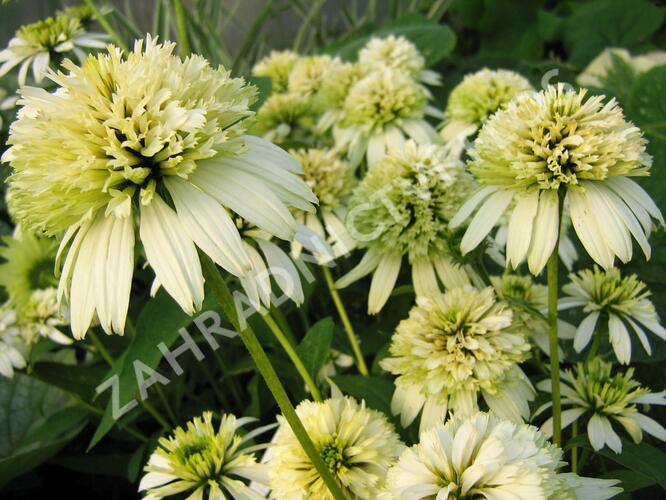 Třapatkovka nachová 'Merinque' - Echinacea purpurea 'Merinque'