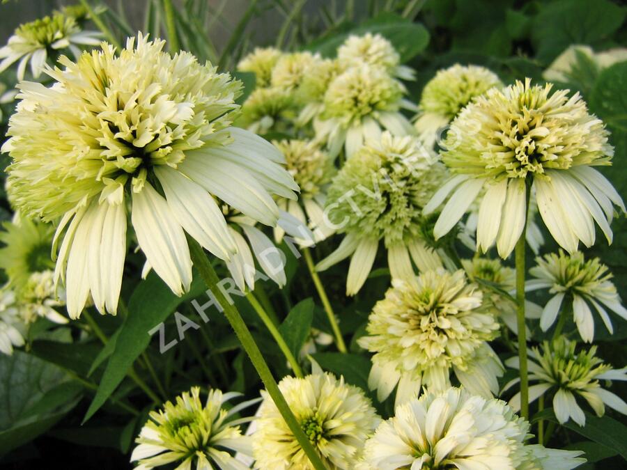 Třapatkovka nachová 'Merinque' - Echinacea purpurea 'Merinque'