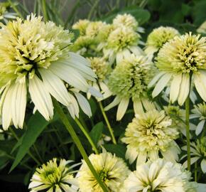 Třapatkovka nachová 'Merinque' - Echinacea purpurea 'Merinque'