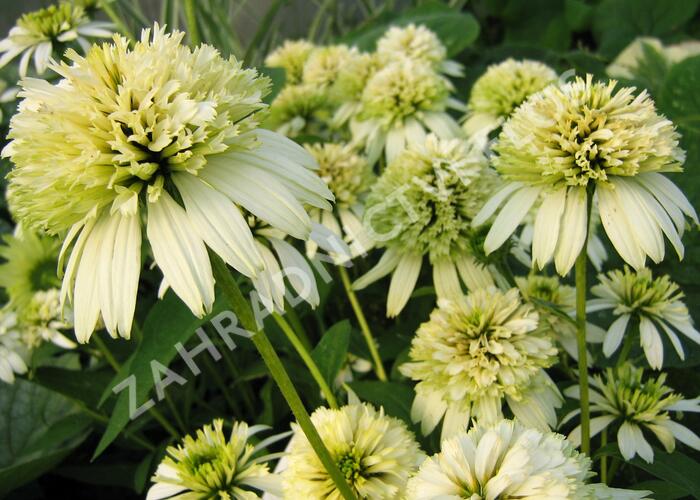 Třapatka nachová 'Merinque' - Echinacea purpurea 'Merinque'