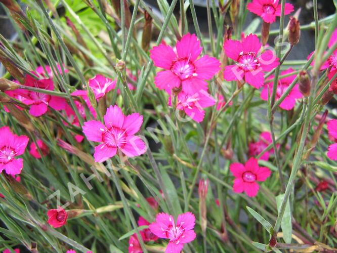 Hvozdík kropenatý 'Confetti Karminrosa' - Dianthus deltoides 'Confetti Karminrosa'