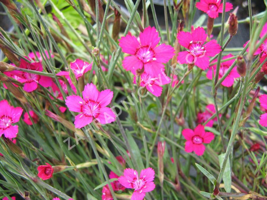 Hvozdík kropenatý 'Confetti Karminrosa' - Dianthus deltoides 'Confetti Karminrosa'