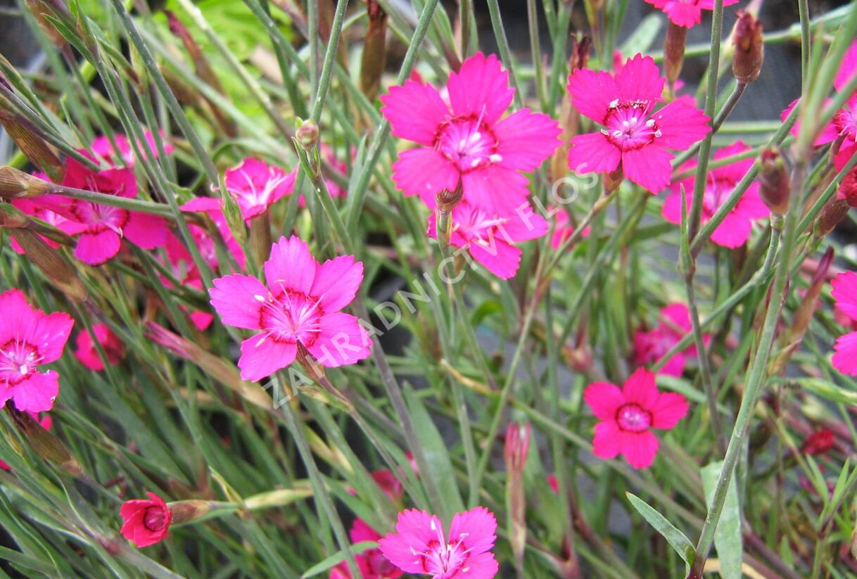 Hvozdík kropenatý 'Confetti Karminrosa' - Dianthus deltoides 'Confetti Karminrosa'