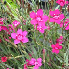 Hvozdík kropenatý 'Confetti Karminrosa' - Dianthus deltoides 'Confetti Karminrosa'