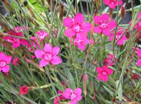 Hvozdík kropenatý 'Confetti Karminrosa' - Dianthus deltoides 'Confetti Karminrosa'