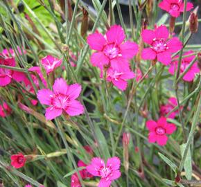 Hvozdík kropenatý 'Confetti Karminrosa' - Dianthus deltoides 'Confetti Karminrosa'