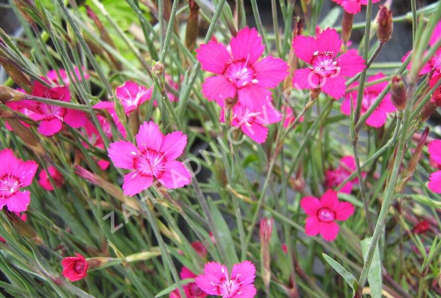 Hvozdík kropenatý 'Confetti Karminrosa' - Dianthus deltoides 'Confetti Karminrosa'