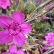 Hvozdík kropenatý 'Confetti Karminrosa' - Dianthus deltoides 'Confetti Karminrosa'