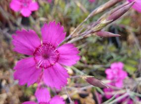 Hvozdík kropenatý 'Confetti Karminrosa' - Dianthus deltoides 'Confetti Karminrosa'