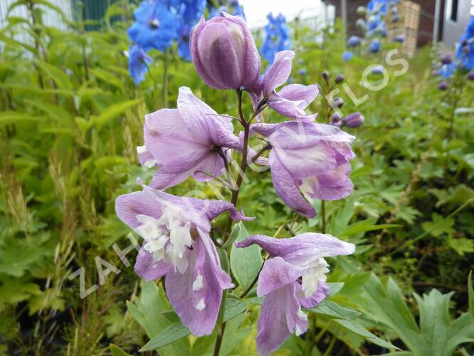 Ostrožka 'Lilac Pink/White Bee' - Delphinium Magic Fountain 'Lilac Pink/White Bee'