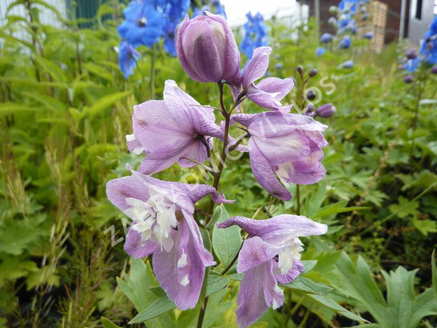 Ostrožka 'Lilac Pink/White Bee' - Delphinium Magic Fountain 'Lilac Pink/White Bee'