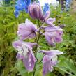 Ostrožka 'Lilac Pink/White Bee' - Delphinium Magic Fountain 'Lilac Pink/White Bee'