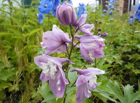 Ostrožka 'Lilac Pink/White Bee' - Delphinium Magic Fountain 'Lilac Pink/White Bee'