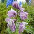 ostrozka-lilac-pink-white-bee.jpg