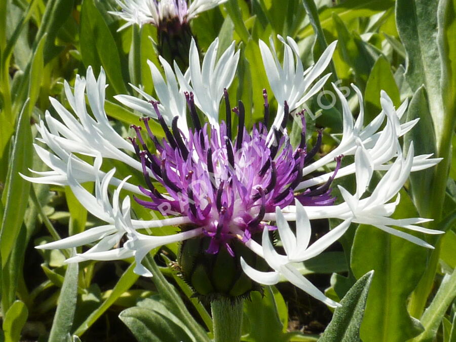 Chrpa horská 'Amethyst in Snow' - Centaurea montana 'Amethyst in Snow'