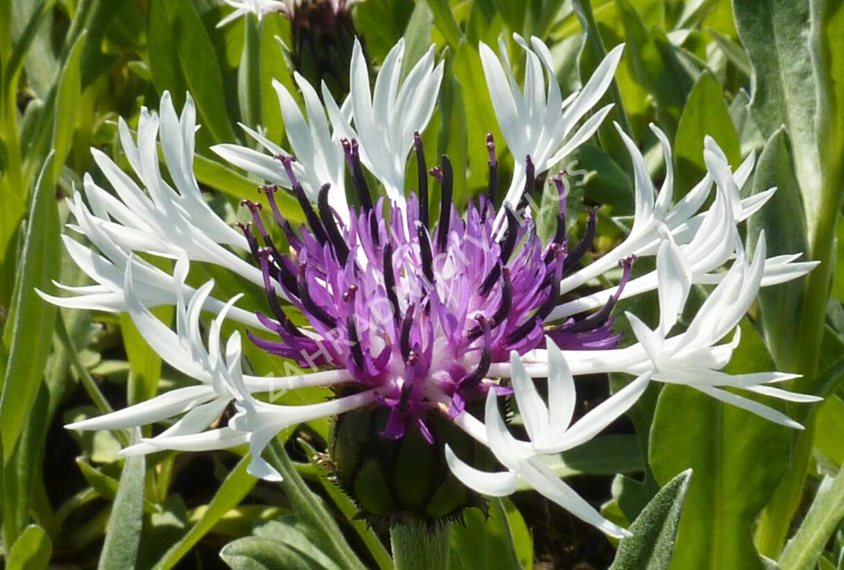 Chrpa horská 'Amethyst in Snow' - Centaurea montana 'Amethyst in Snow'