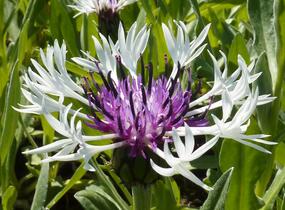 Chrpa horská 'Amethyst in Snow' - Centaurea montana 'Amethyst in Snow'