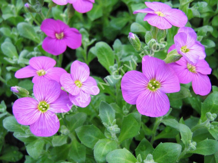 Tařička kosníkovitá 'Axcent Lilac' - Aubrieta deltoides 'Axcent Lilac'