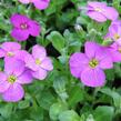 Tařička kosníkovitá 'Axcent Lilac' - Aubrieta deltoides 'Axcent Lilac'