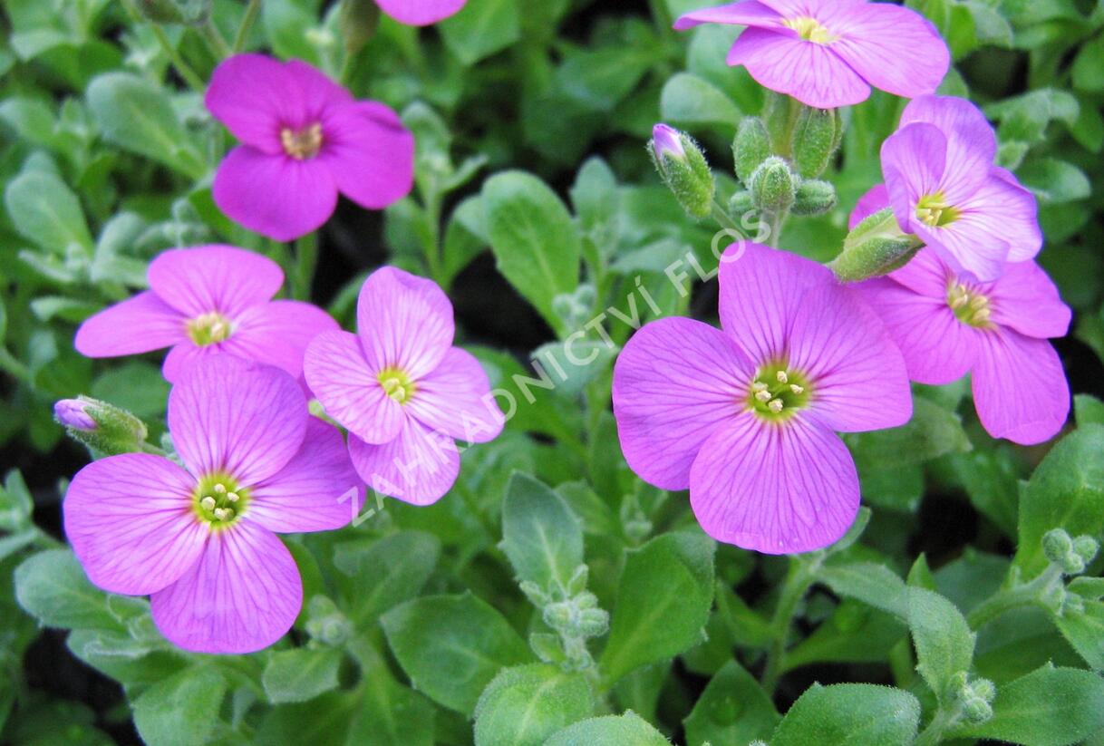 Tařička kosníkovitá 'Axcent Lilac' - Aubrieta deltoides 'Axcent Lilac'