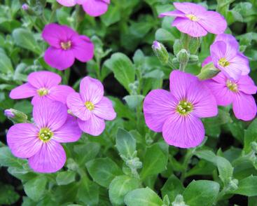 Tařička kosníkovitá 'Axcent Lilac'