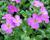 Tařička kosníkovitá 'Axcent Lilac'