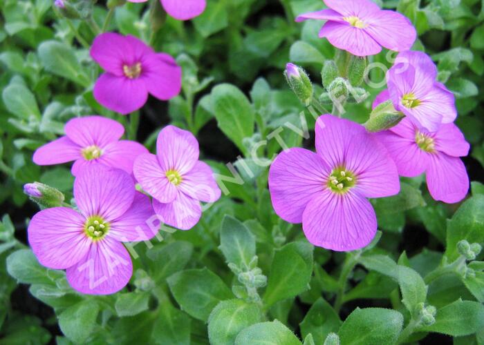 Tařička kosníkovitá 'Axcent Lilac' - Aubrieta deltoides 'Axcent Lilac'