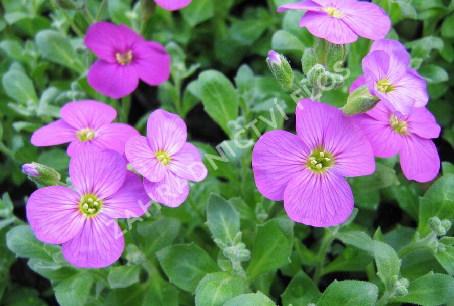 Tařička kosníkovitá 'Axcent Lilac' - Aubrieta deltoides 'Axcent Lilac'