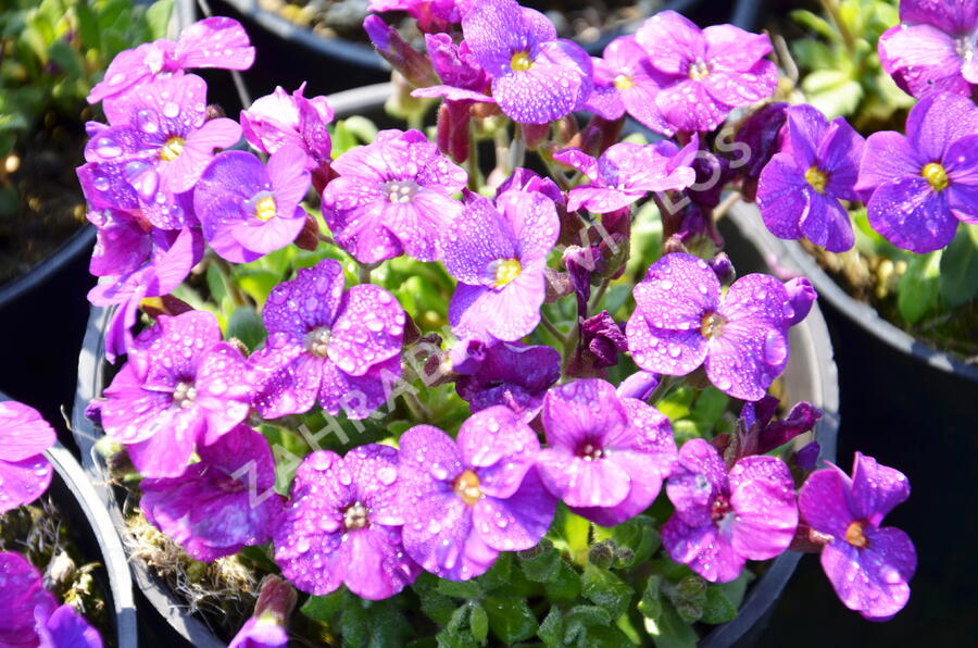 Tařička kosníkovitá 'Axcent Dark Purple' - Aubrieta deltoides 'Axcent Dark Purple'